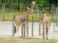 zywa_lekcja_biologii (17)