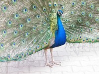 zywa_lekcja_biologii (19)